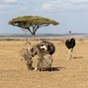 TZA MAR SerengetiNP 2016DEC24 NyamaraKopjes 001 : 2016, 2016 - African Adventures, Africa, Date, December, Eastern, Mara, Month, Nyamara Kopjes, Places, Serengeti National Park, Tanzania, Trips, Year